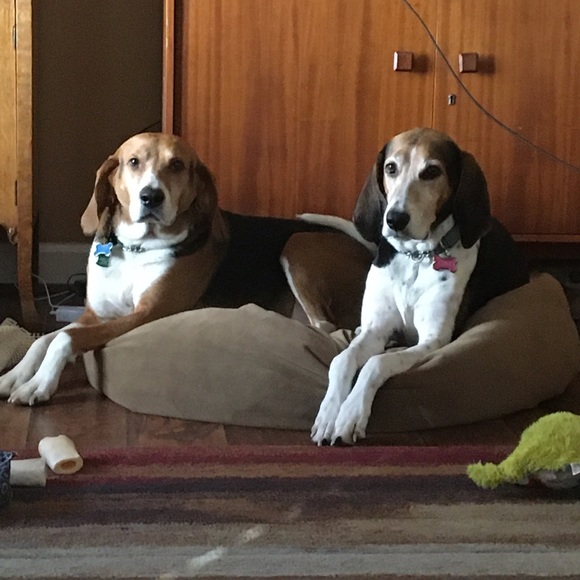 Meet your Posher, Elizabeth - Picture 4 of 5